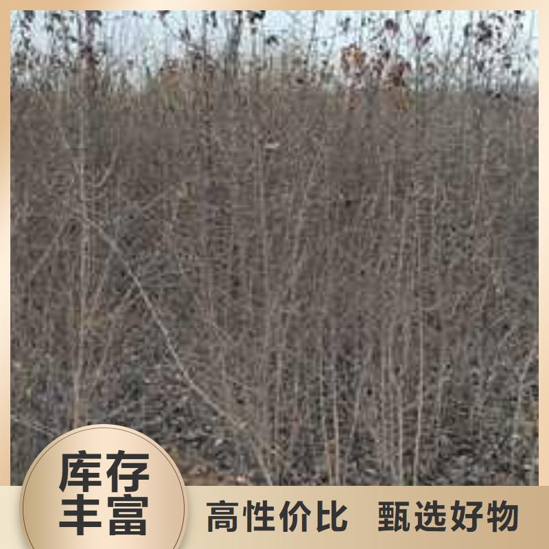 杜梨香酥梨樹(shù)苗優(yōu)勢(shì)
