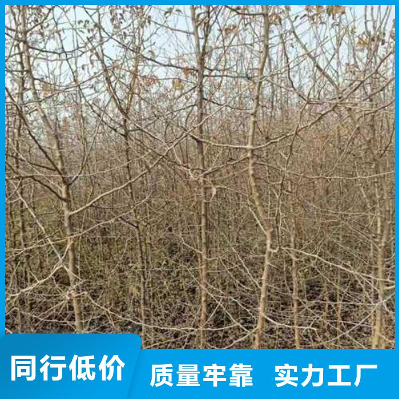 杜梨秋月梨樹苗誠信商家
