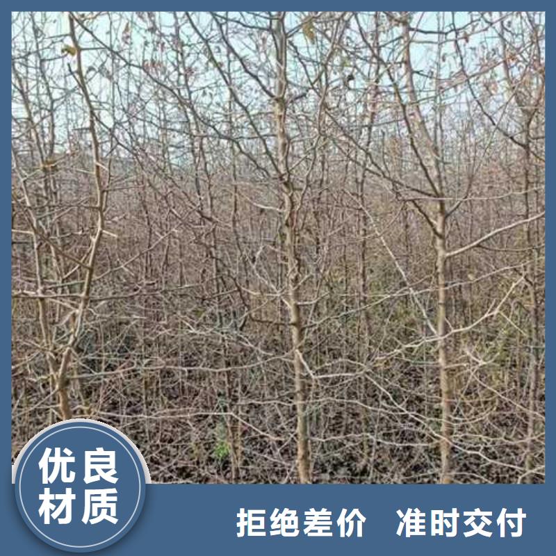杜梨,红香酥梨树苗拒绝中间商