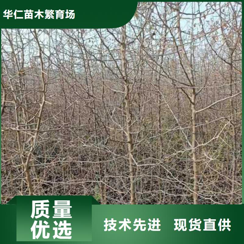 杜梨黃冠梨樹苗品質保證實力見證