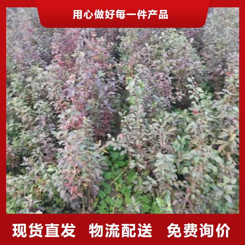 杜梨秋月梨樹苗嚴格把控質量