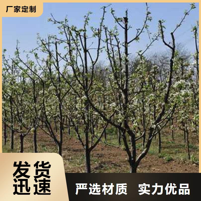 杜梨黃冠梨樹苗品質(zhì)保證實(shí)力見證