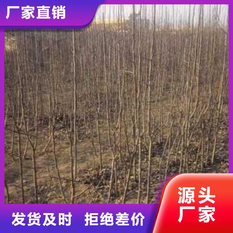 【杜梨】皇冠梨树苗品牌专营