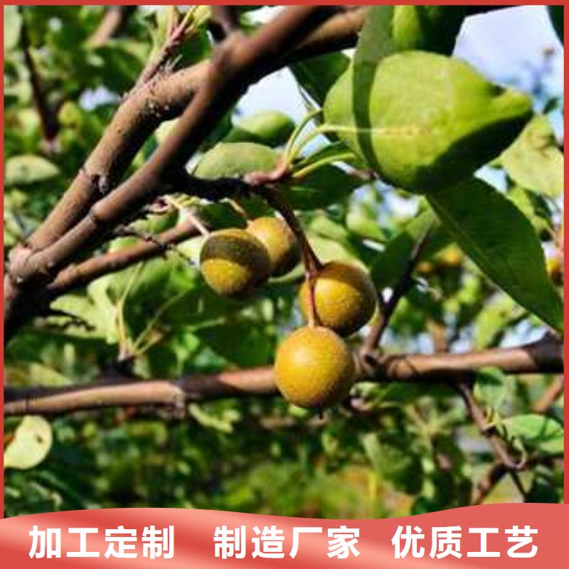 杜梨杜梨苗保障产品质量