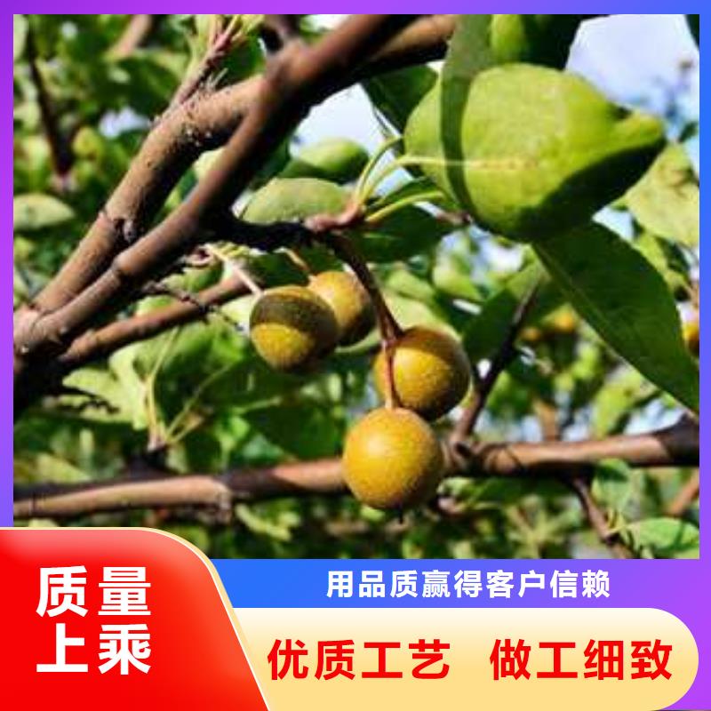 杜梨新梨7號梨樹苗產地直銷