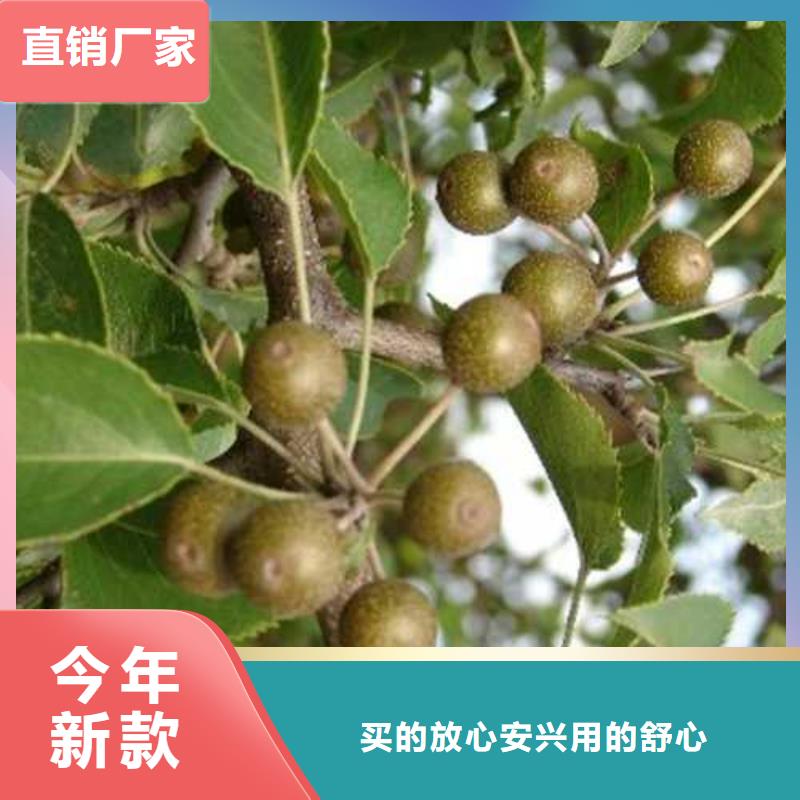 杜梨秋月梨樹苗誠信商家