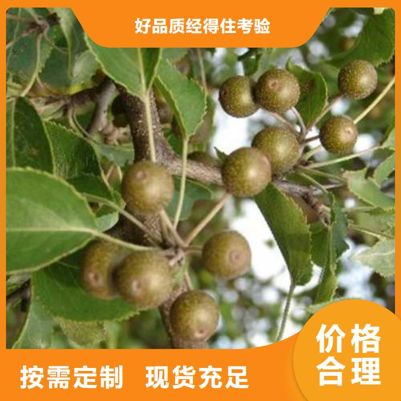 杜梨奧紅全紅梨樹苗為您精心挑選