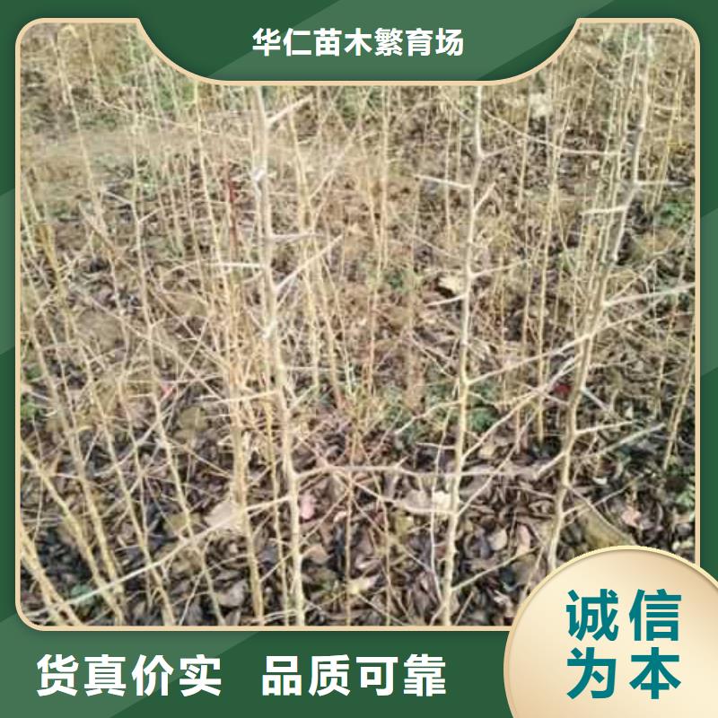 杜梨毛桃苗好產品好服務