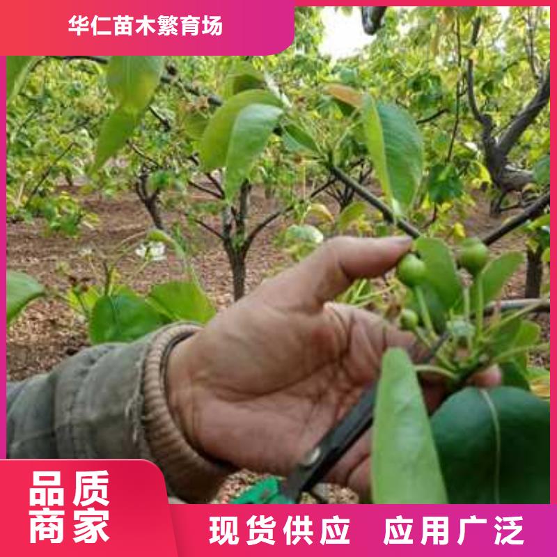杜梨山桃苗廠家銷售