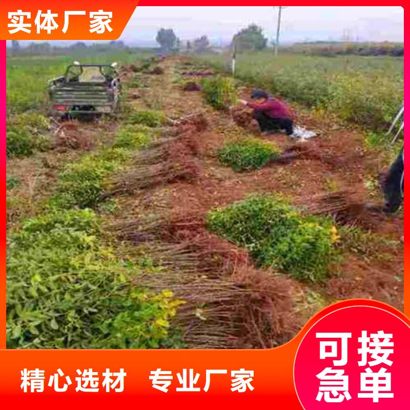 杜梨黃冠梨樹苗嚴(yán)格把控每一處細(xì)節(jié)