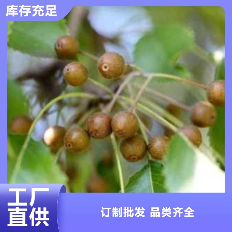 杜梨毛桃苗供貨及時