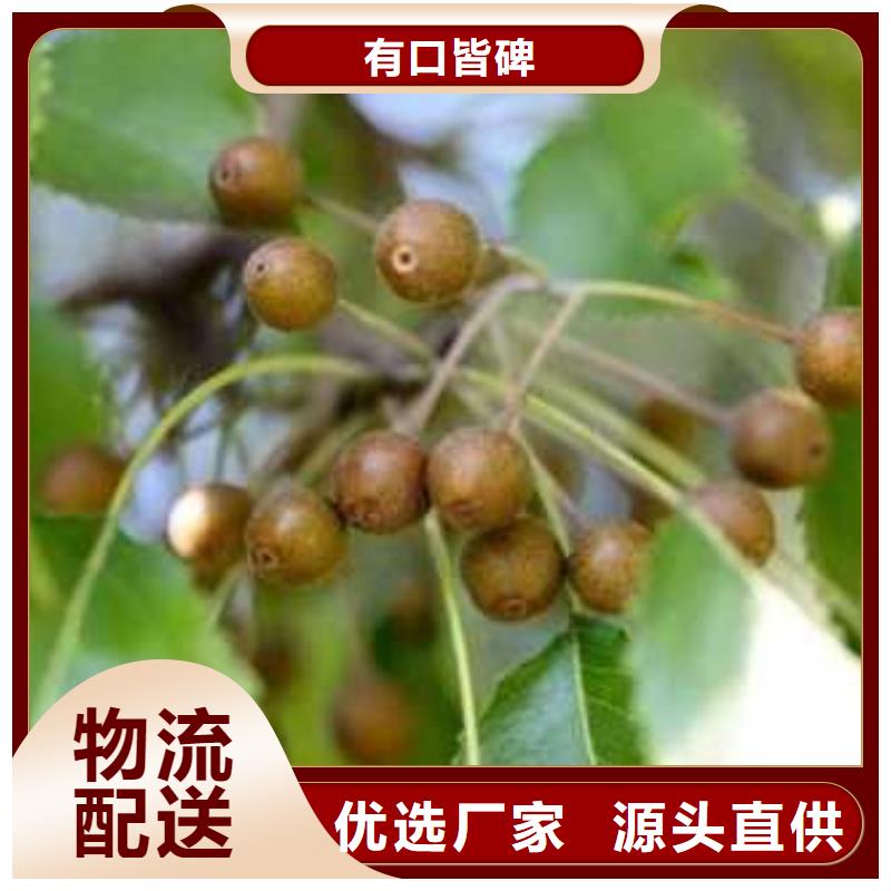 杜梨瑞蟠101桃樹苗專業設計