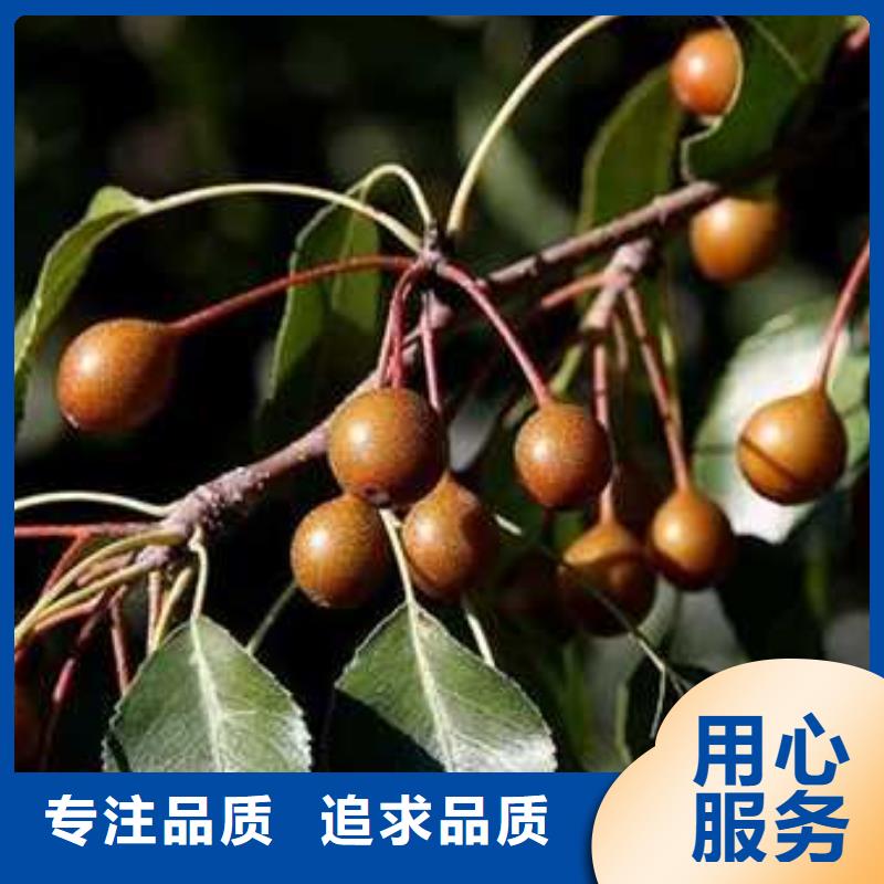 杜梨皇冠梨樹苗源頭廠家