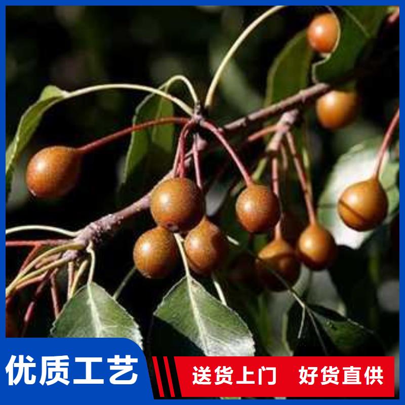 杜梨秋月梨樹苗誠信商家