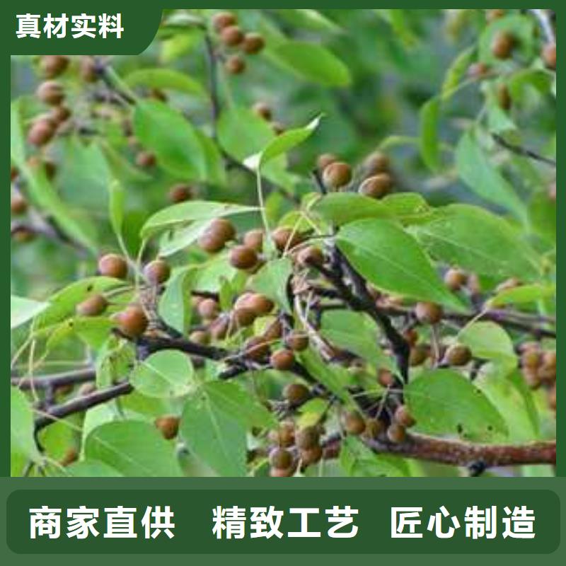 杜梨-黃冠梨樹苗源頭直供