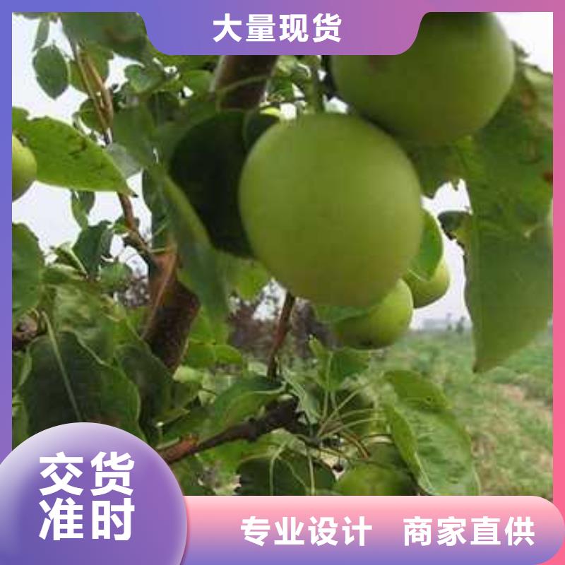杜梨-黄冠梨树苗源头直供