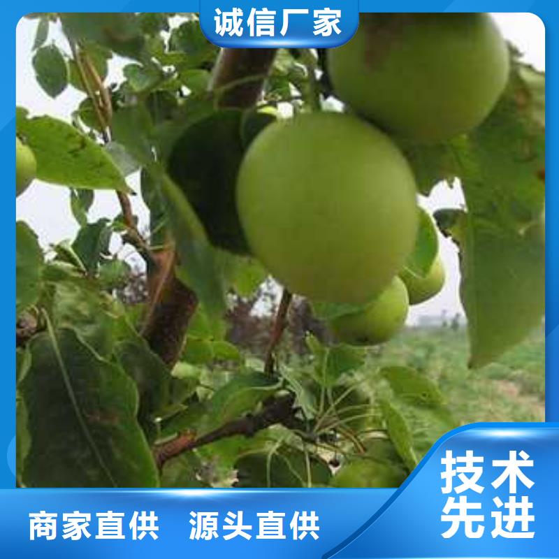 杜梨秋月梨樹苗價格實(shí)惠工廠直供