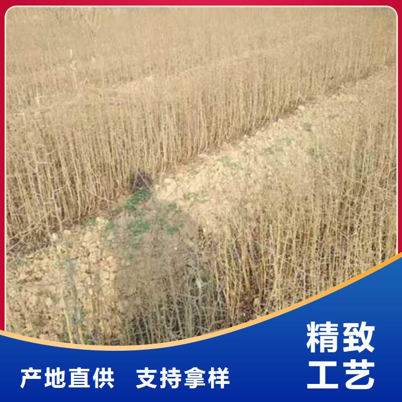 杜梨杜梨苗保障产品质量