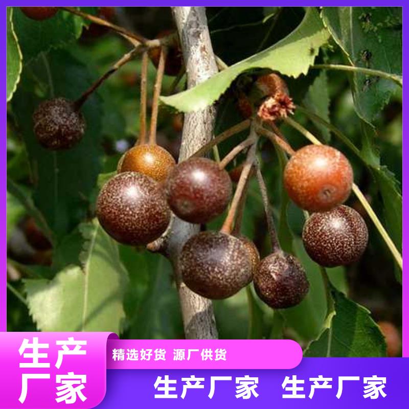 杜梨-玉露香梨樹苗廠家直接面向客戶