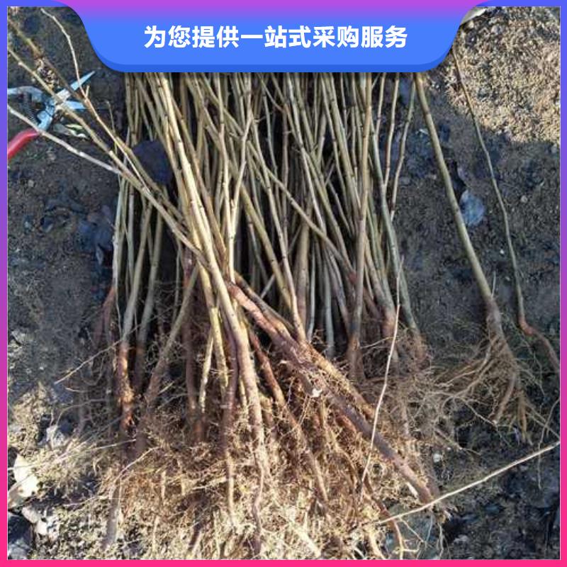 杜梨秋月梨樹苗誠信商家