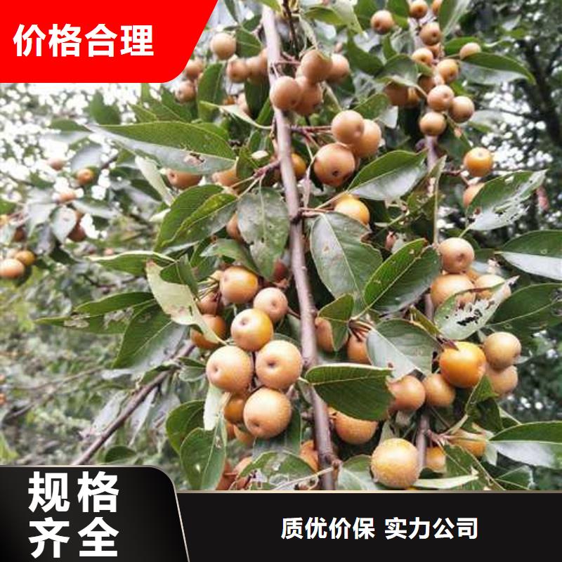 杜梨玉露香梨树苗品质过硬