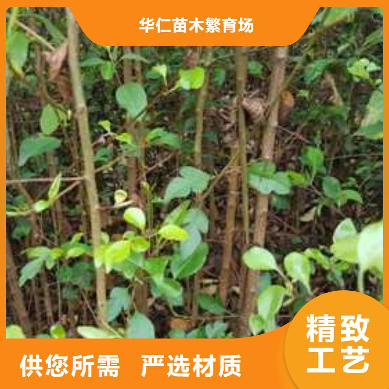 杜梨_毛桃苗源頭廠家供應(yīng)