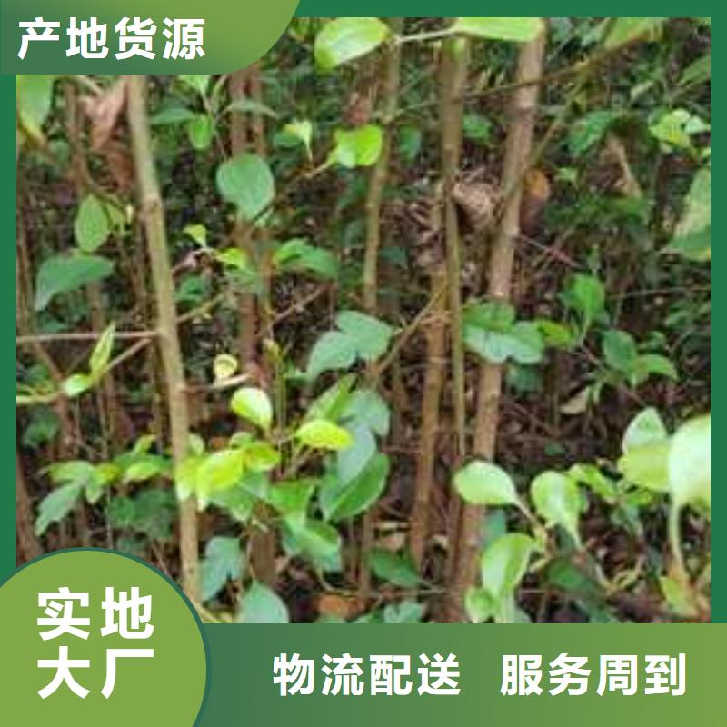 杜梨_海棠苗質量看得見
