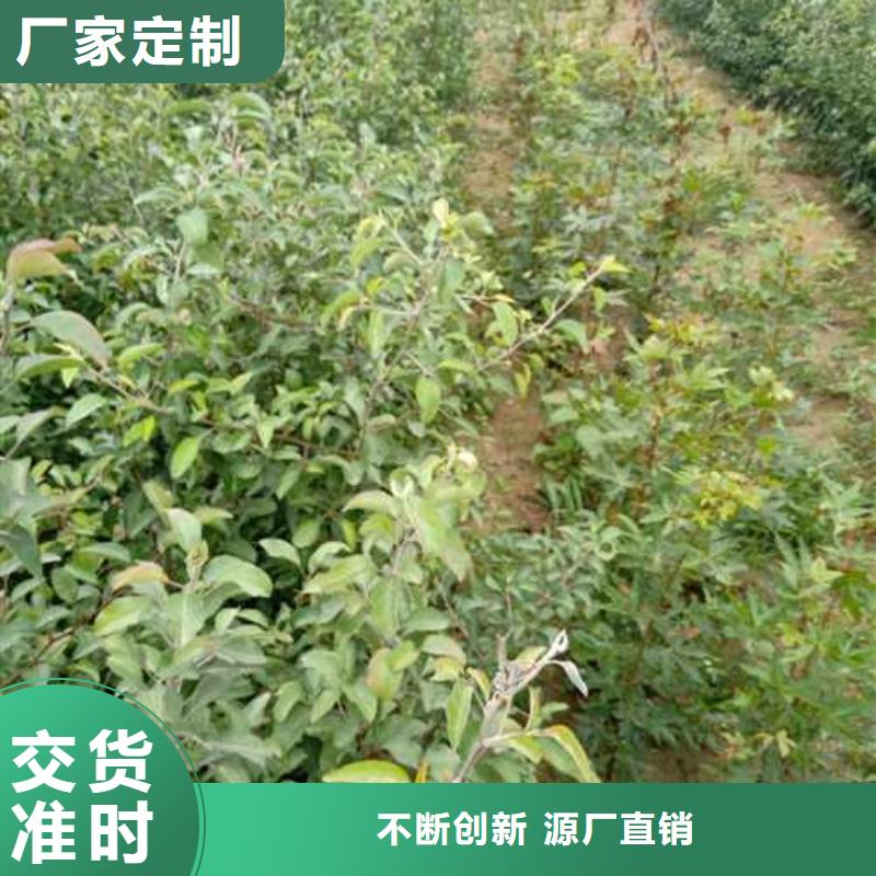 杜梨秋月梨樹苗嚴格把控質量