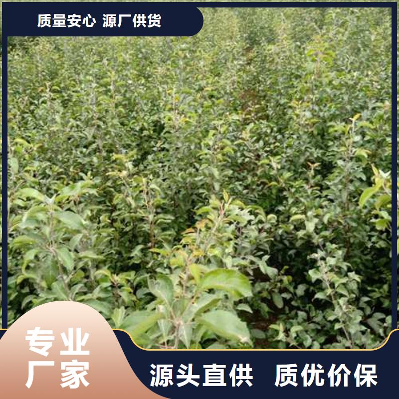 杜梨新梨7號梨樹苗設計合理