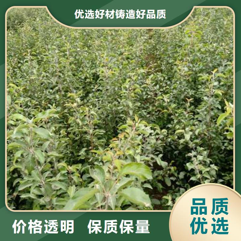杜梨瑞蟠101桃樹苗常年出售