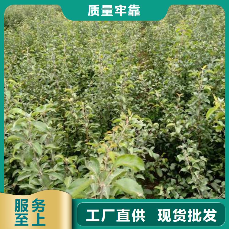 【杜梨】瑞蟠101桃樹苗訂制批發(fā)