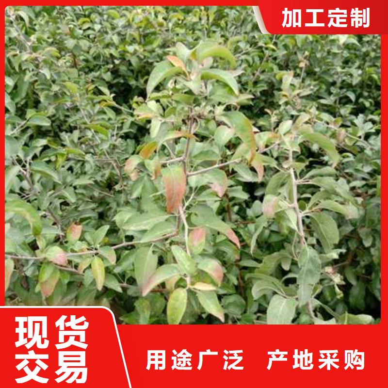 杜梨皇冠梨樹苗注重細節