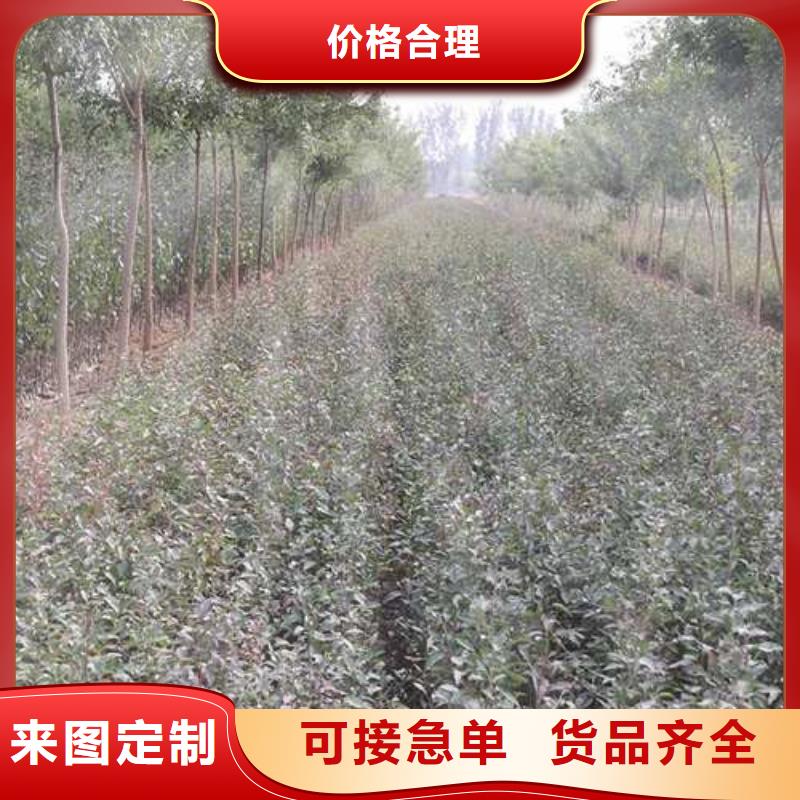 杜梨新梨7號梨樹苗設計合理