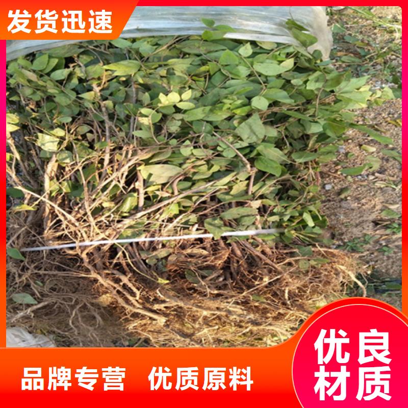 杈杷果櫻桃苗質量檢測