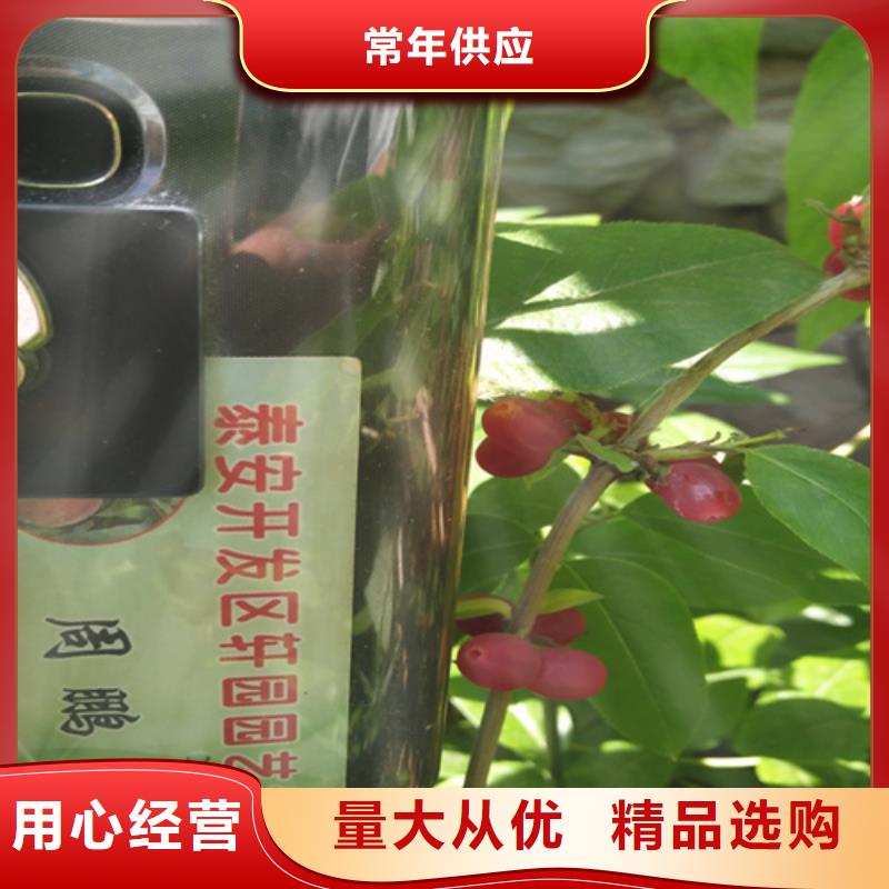 杈杷果紅顏草莓多年行業經驗