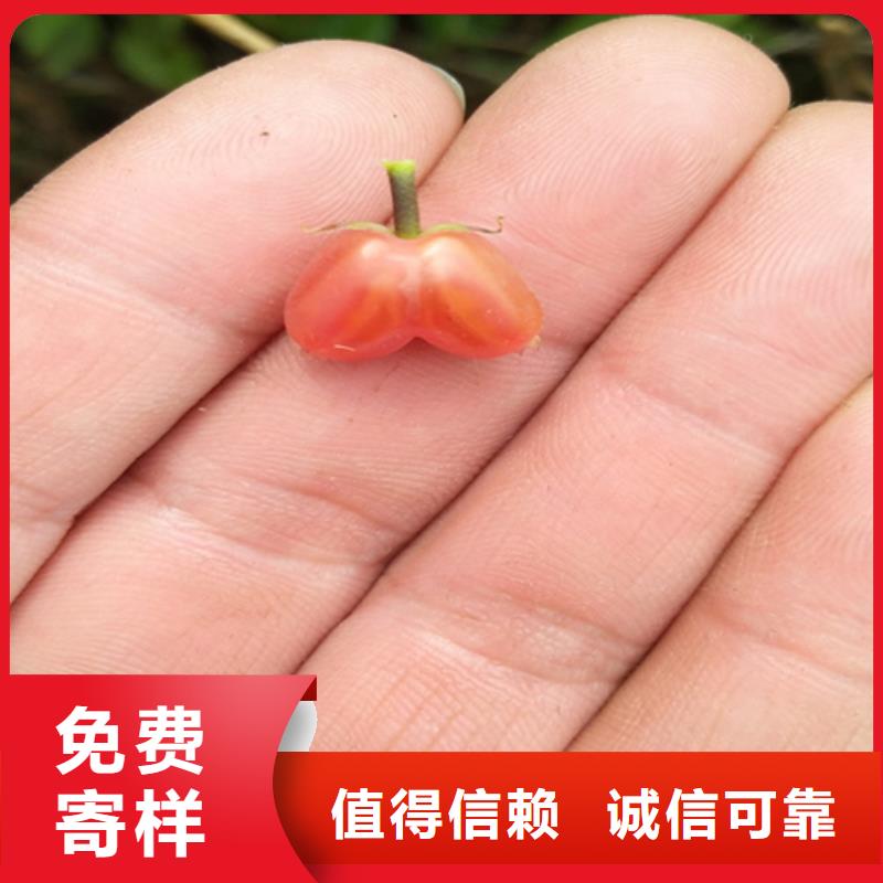 杈杷果无花果苗精心选材