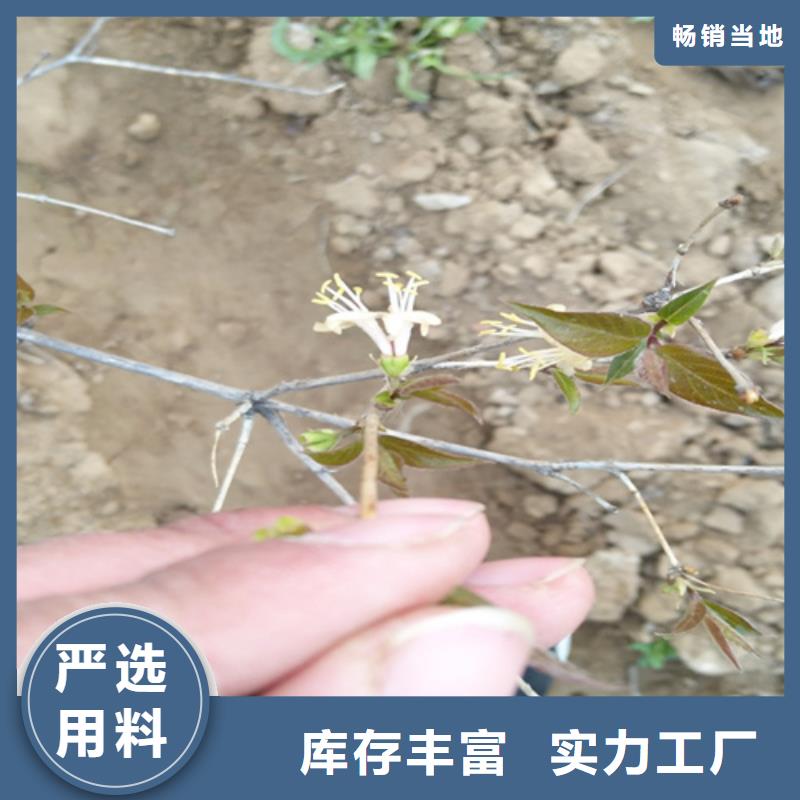 杈杷果_红颜草莓品质优良