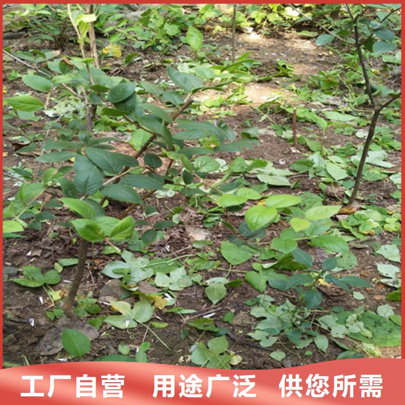 杈杷果櫻桃苗量大從優(yōu)