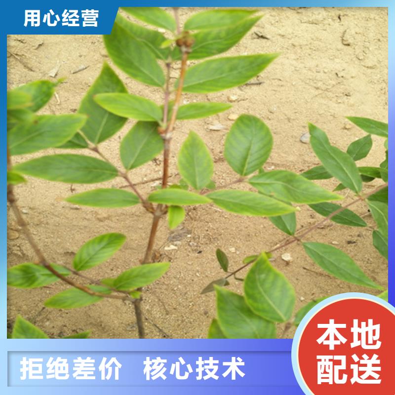 杈杷果苹果苗用心制造