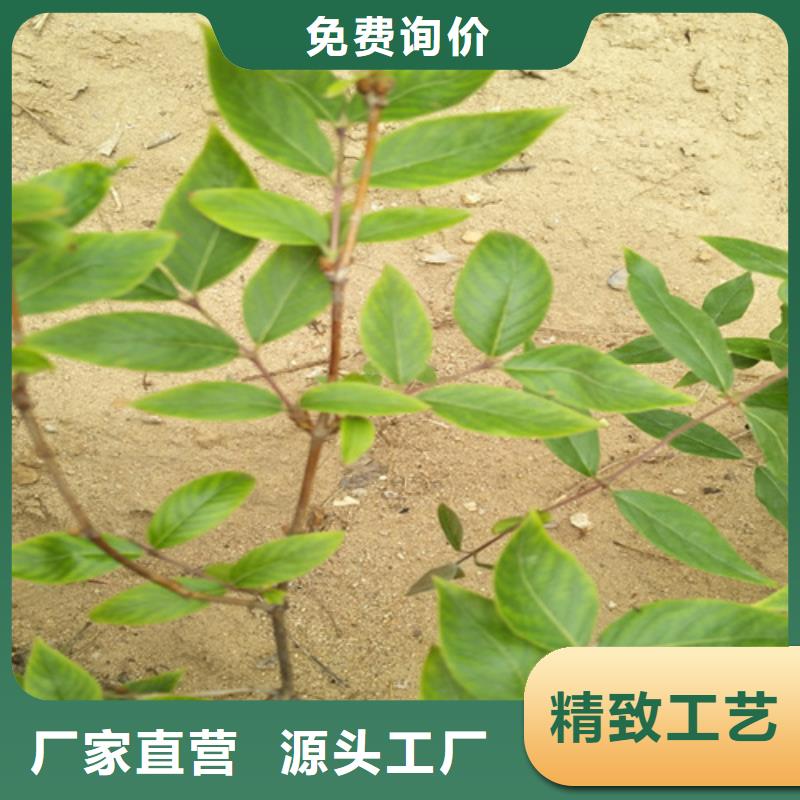 杈杷果蘋果苗追求品質