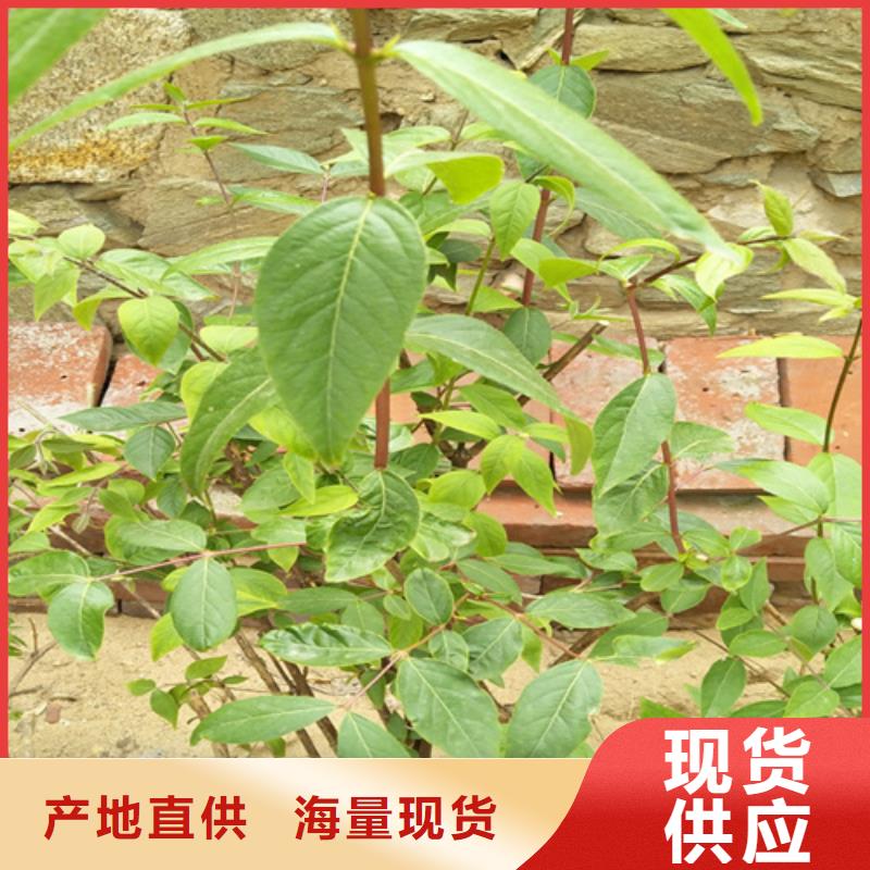 杈杷果猕猴桃苗快速生产