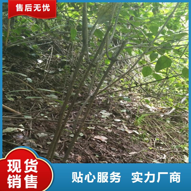 杈杷果北美冬青支持拿樣