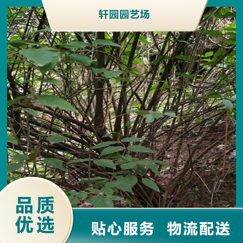 杈杷果北美冬青支持拿樣
