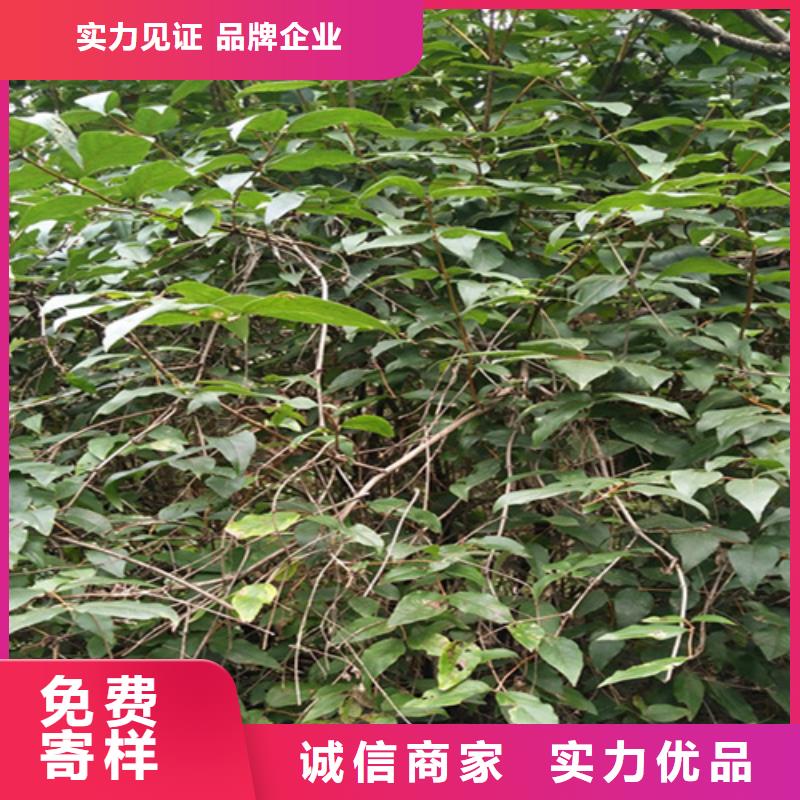 杈杷果櫻桃苗高性價比