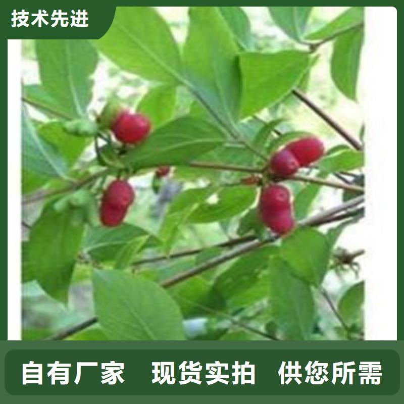 杈杷果奶油草莓專心專注專業(yè)