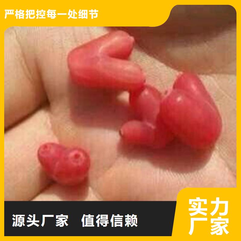 杈杷果猕猴桃苗快速生产