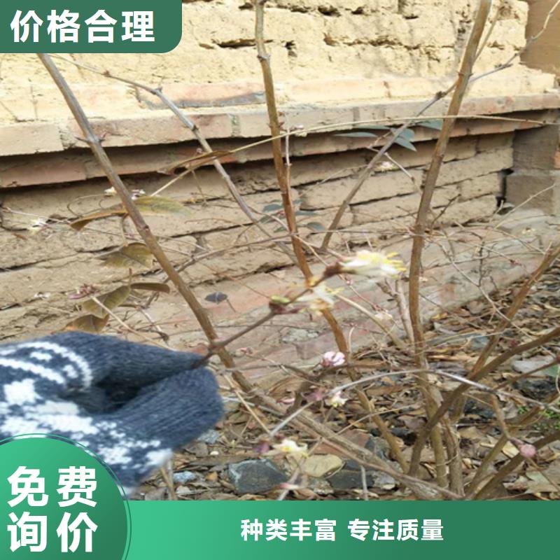 杈杷果櫻桃苗量大從優(yōu)