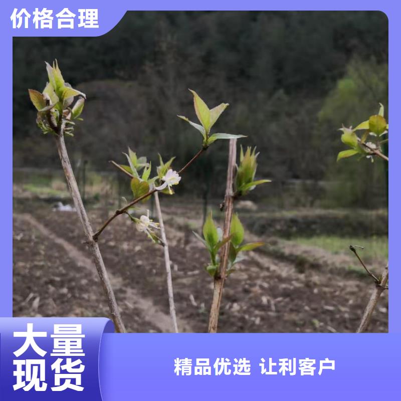 杈杷果苹果苗用心制造