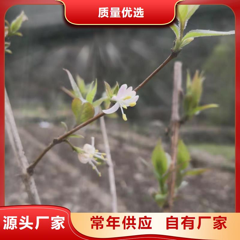 【杈杷果櫻桃苗誠信經營】