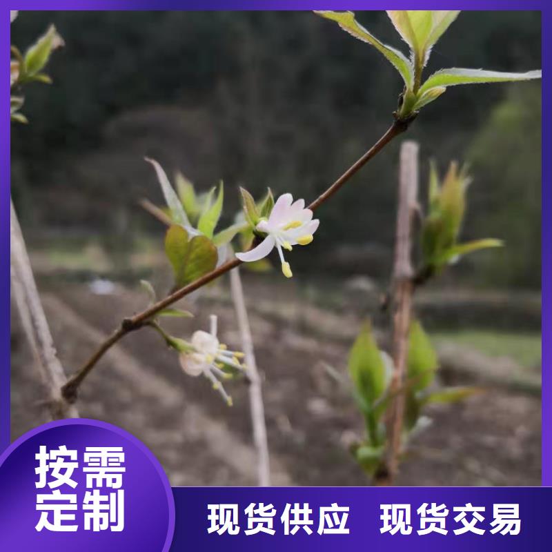 杈杷果紅顏草莓多年行業經驗